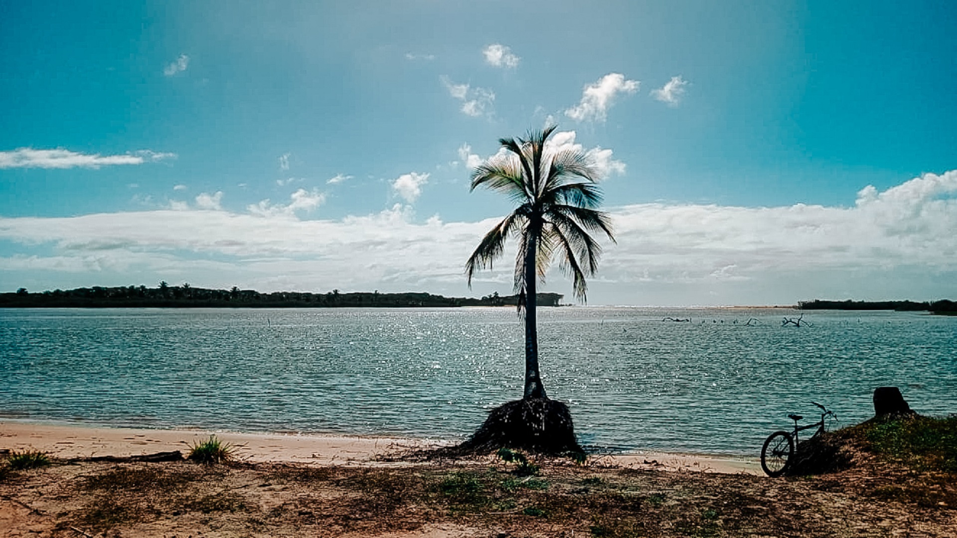 Coqueiro solitário entre o rio e o mar em Belmonte-BA
