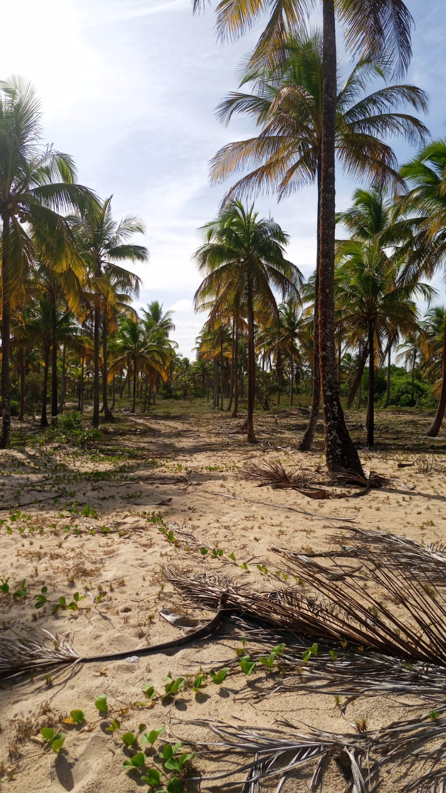 Área Pé na Areia, excelente para investimento em condomínio - próximo ao Mogi dos Pássaros